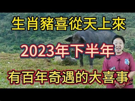 屬豬 2023|豬運勢 2023 年預測：投資帶來豐厚利潤